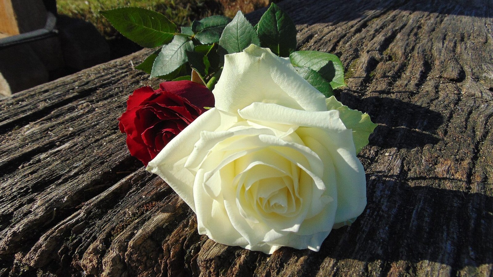 Feliç dia de Sant Jordi. Reserves T.+376749517 Borda Xixerella | T.+376749517 Borda Típica Andorrana