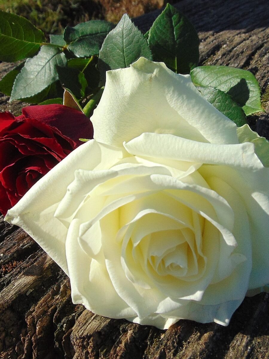 Feliç dia de Sant Jordi. Reserves T.+376749517 Borda Xixerella | T.+376749517 Borda Típica Andorrana