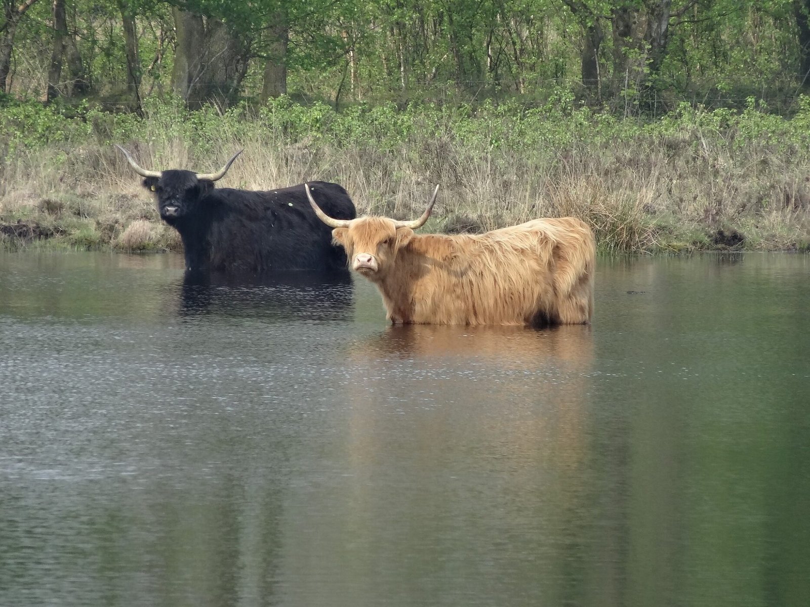 CARNS BOSYAK. El Majestuós castró (bou) dels llacs de Masuria. Un encreuament miraculós entre «Milk Buffalo i el diví iac tibetà», un boví deliciós i molt exclusiu.
