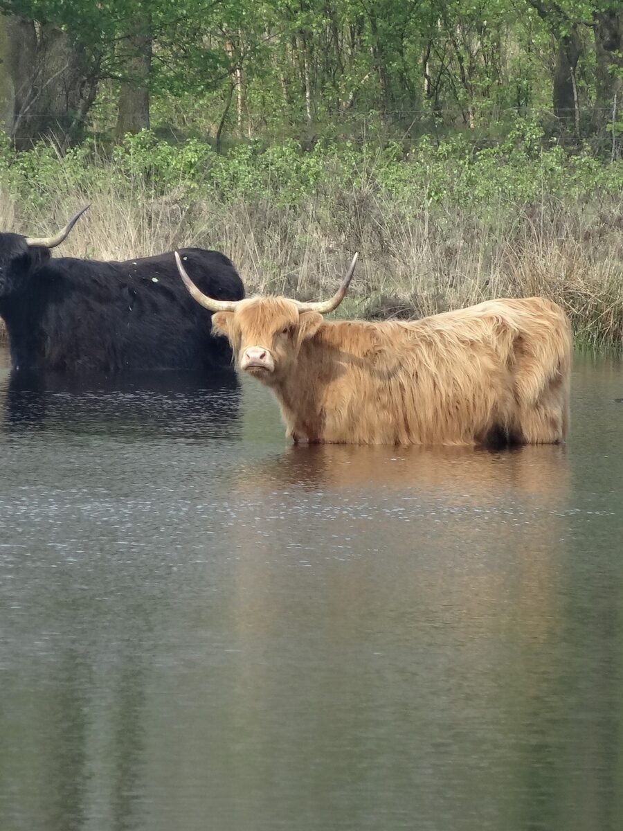 CARNS BOSYAK. El Majestuós castró (bou) dels llacs de Masuria. Un encreuament miraculós entre «Milk Buffalo i el diví iac tibetà», un boví deliciós i molt exclusiu.