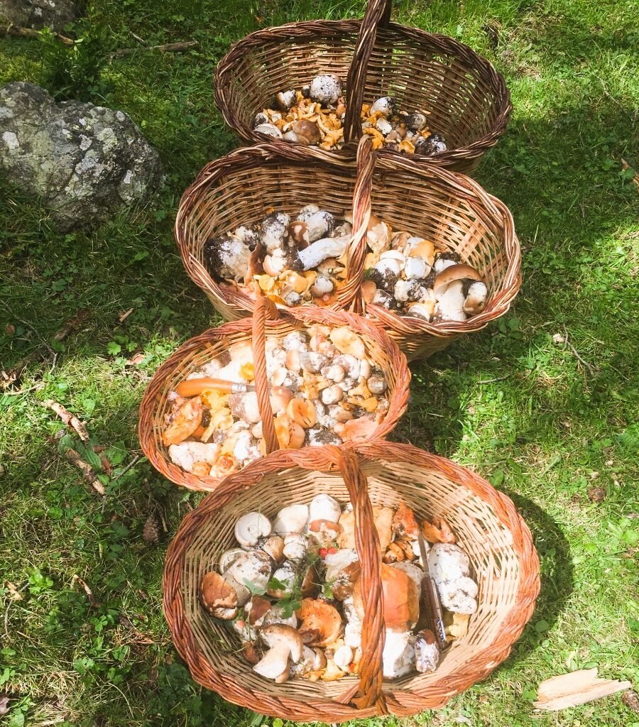 BORDA XIXERELLA 🍄 Dies de bolets, dies de muntanya i bona taula. Vine a tastar els nostres plats de bolets de temporada, cuinats amb producte local i passió per la terra. 🌿