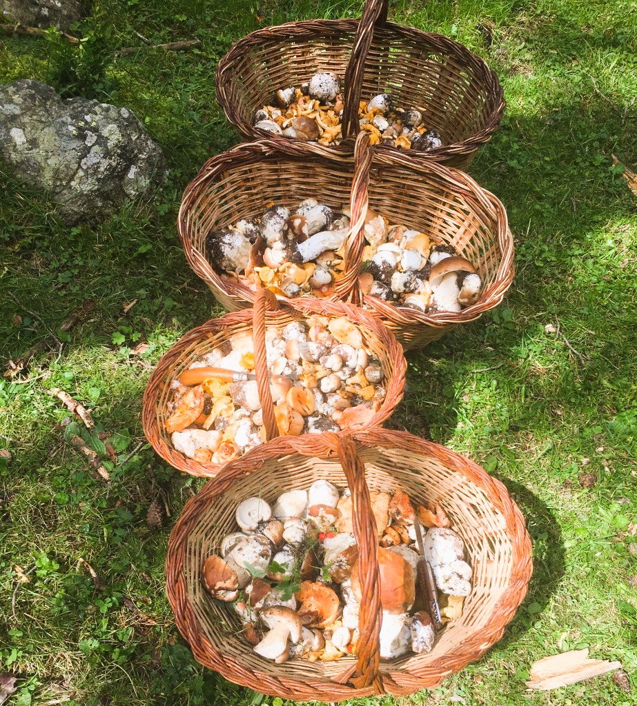 BORDA XIXERELLA 🍄 Dies de bolets, dies de muntanya i bona taula. Vine a tastar els nostres plats de bolets de temporada, cuinats amb producte local i passió per la terra. 🌿